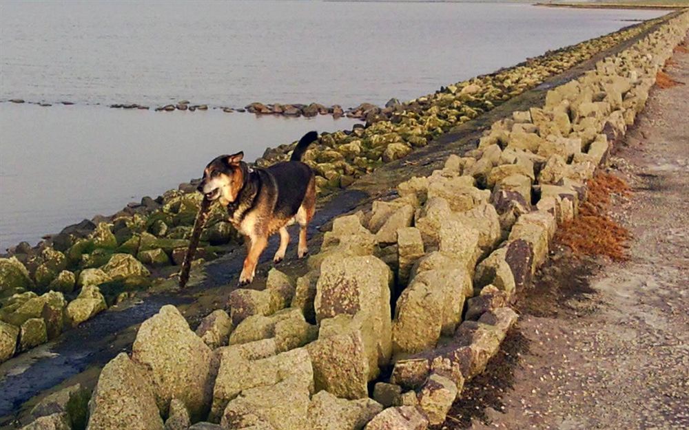 Hotel, Restaurant, Cafe Pharisaeerhof - Nordseeurlaub Mit Hund Нордштранд Экстерьер фото