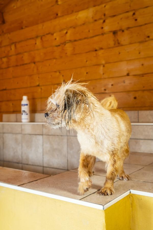 Hotel, Restaurant, Cafe Pharisaeerhof - Nordseeurlaub Mit Hund Нордштранд Экстерьер фото